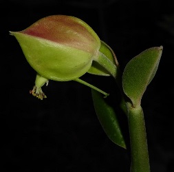 Tall Slipper Plant, Little Bird Plant, Candililla, Green Jacob's Ladder, Pedilanthus bracteata, Euphorbia bracteata, P. pavonis